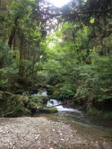 都幾川　渓流釣り　ヤマメ